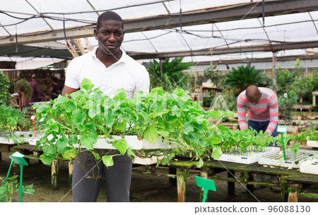 African american worker holding box with cucumber sprouts African american worker holding box with cucumber sprouts 96088130