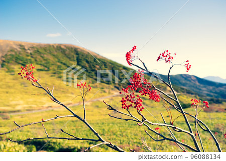 滋賀草津高原路線 湯釜西側的羅文高原和大自然的紅色漿果 10月下旬 強調暖色和冷色 96088134