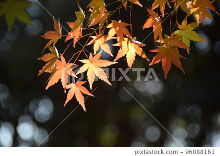 Sunlight leaves and autumn leaves 96088161