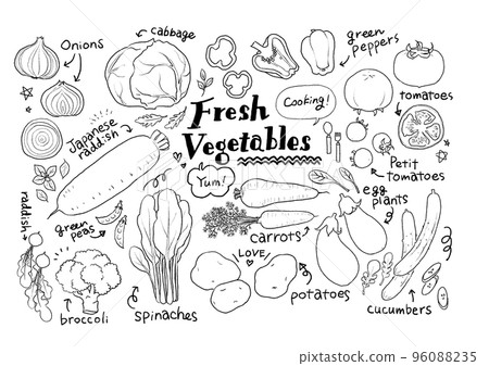 Various vegetables Hand-drawn line drawing illustration material 96088235