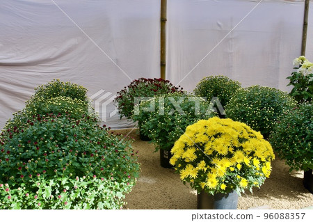 Matsue Castle Chrysanthemum Exhibition (Dome Kiku) Matsue Castle Chrysanthemum Exhibition (Dome Kiku) 96088357