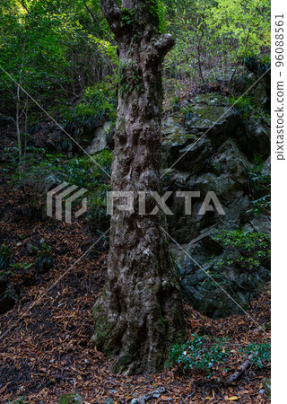 Mount Kongo Tochigi 96088561