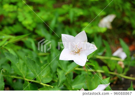 White flower of bellflower 96088867