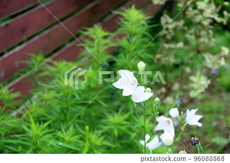 White flower of bellflower White flower of bellflower 96088868