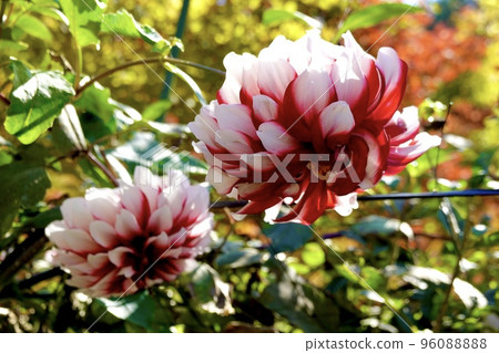 害羞地低著頭盛開的兩朵大麗花（影星） 96088888