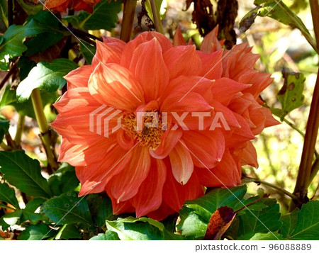 一朵明亮的橙色大花大麗花 96088889