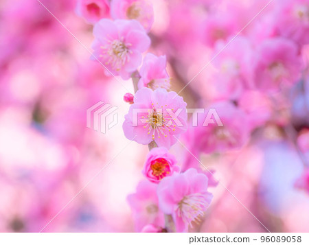 Buddy plum of Seongnam-gu Buddy plum of Seongnam-gu 96089058