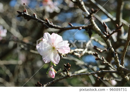 Fudanzakura (permanent cherry blossom) that blooms from autumn to winter Fudanzakura (permanent cherry blossom) that blooms from autumn to winter 96089731