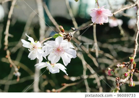 從秋天到冬天開花的重月櫻 96089733