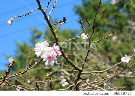從秋天到冬天開花的重月櫻 96089735