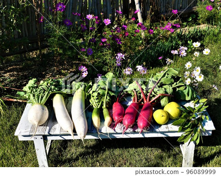 Autumn vegetables and thinned Tosa radish, Shogoin radish, red radish, cosmos Autumn vegetables and thinned Tosa radish, Shogoin radish, red radish, cosmos 96089999