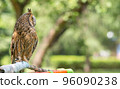 view of a bird, an owl sitting on a rag perch in a city park 96090238