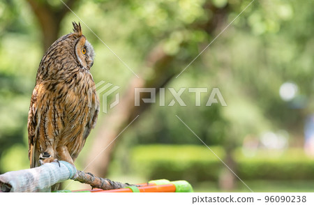 view of a bird, an owl sitting on a rag perch in a city park view of a bird, an owl sitting on a rag perch in a city park 96090238