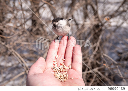 A willow tit sits on hand and eats seeds. Hungry bird willow tit eating seeds from a hand in winter or autumn A willow tit sits on hand and eats seeds. Hungry bird willow tit eating seeds from a hand in winter or autumn 96090489