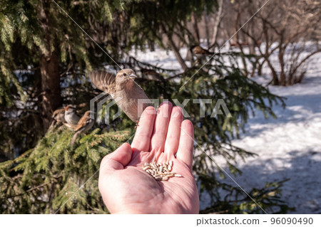 Sparrow eats seeds from a man's hand Sparrow eats seeds from a man's hand 96090490