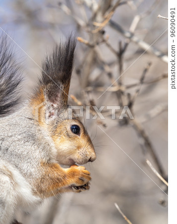 The squirrel with nut sits on tree in the winter or late autumn. Portrait of the squirrel close-up 96090491