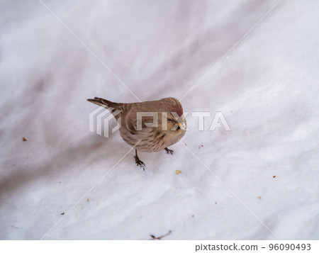 Common redpoll female, cute bird with bright red patch on its forehead sits on white snow in sunny spring day. Common redpoll female, cute bird with bright red patch on its forehead sits on white snow in sunny spring day. 96090493