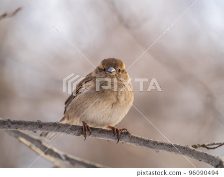 Sparrow sits on a branch without leaves. Sparrow sits on a branch without leaves. 96090494