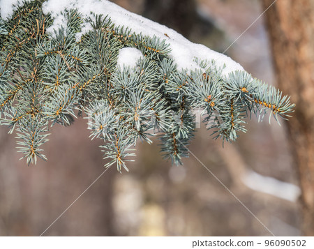 Green fir branches in winter covered with snow 96090502