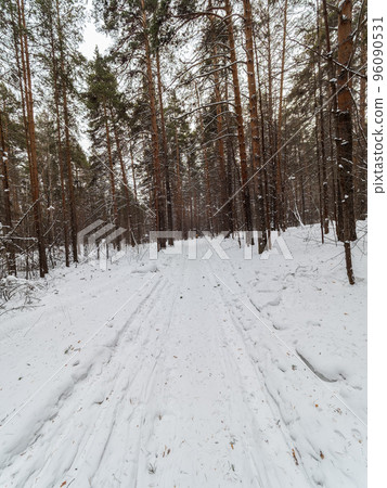 Birch and pine forest in winter day with fresh white snow 96090531