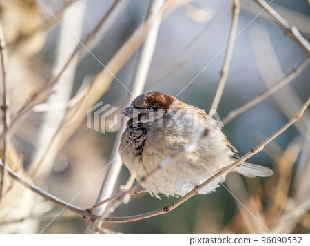 Sparrow sits on a branch without leaves. 96090532
