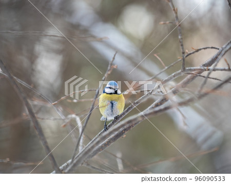 Cute bird, Eurasian blue tit, songbird sitting on a branch without leaves in the autumn or winter 96090533