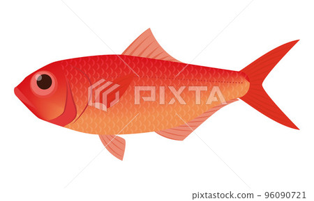 Illustration of alfonsino 96090721