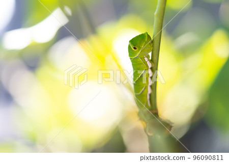 一隻住在檸檬樹上的小燕尾蝶 一隻住在檸檬樹上的小燕尾蝶 96090811