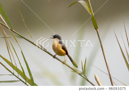Ashy Prinia Perched on a Grass Stem Ashy Prinia Perched on a Grass Stem 96091075