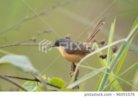 Ashy Prinia Perched on a Grass Stem 96091076