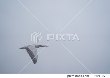 Bar Headed Goose in Flight 96091078
