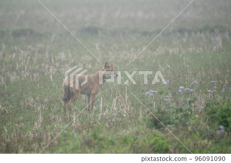 Golden Jackal in Field Golden Jackal in Field 96091090