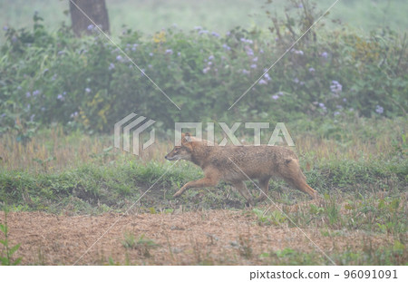 Golden Jackal in Morning Mist 96091091