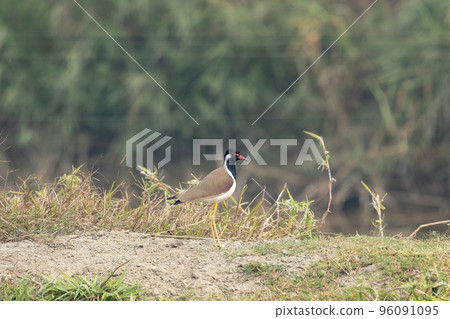 Red Wattled Lapwing Red Wattled Lapwing 96091095