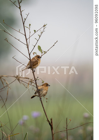 Scaly Breasted Munia Scaly Breasted Munia 96091098