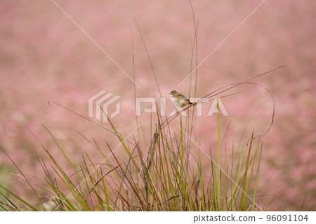 Zitting Cisticola Perched on Grass 96091104