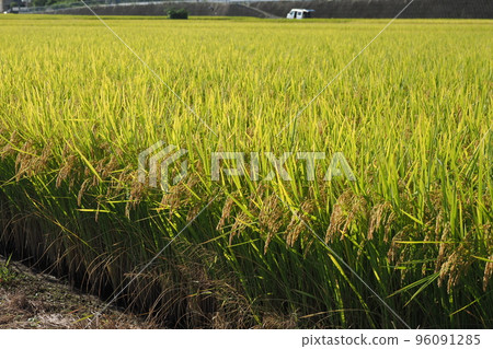 收割稻田 96091285