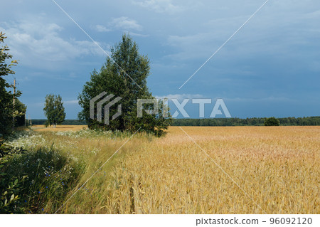 Gold wheat field against thunder dark blue sky. Agriculture concept 96092120