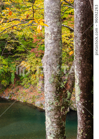 巴的紅葉[木曾川] 96092263