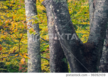 Autumn leaves of Tomoe [Kiso River] 96092439