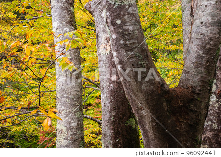Autumn leaves of Tomoe [Kiso River] 96092441