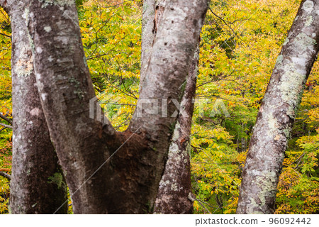 Autumn leaves of Tomoe [Kiso River] 96092442
