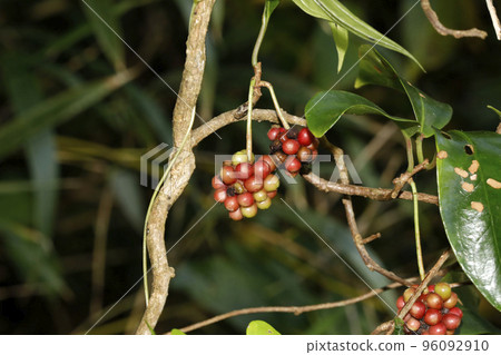 Fruit of a honeymoon Fruit of a honeymoon 96092910