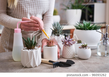 Woman cultivating house succulent plants - Echeveria, Pachyveria, Havorthia 96093262