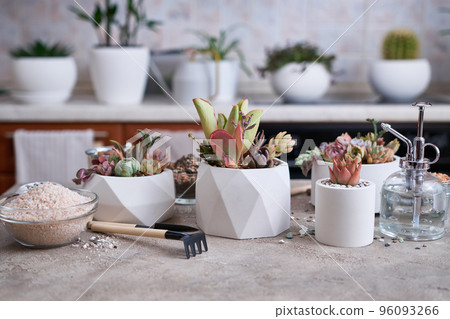 pots with groups of houseplants on concrete table - Echeveria and Pachyveria opalina Succulents 96093266