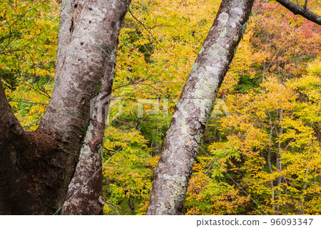 Autumn leaves of Tomoe [Kiso River] 96093347