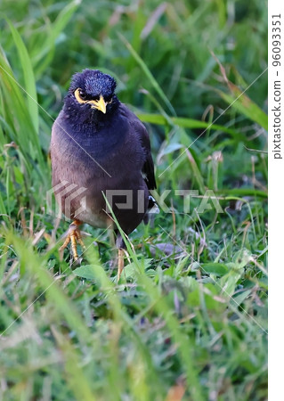 a bird looking for food a bird looking for food 96093351