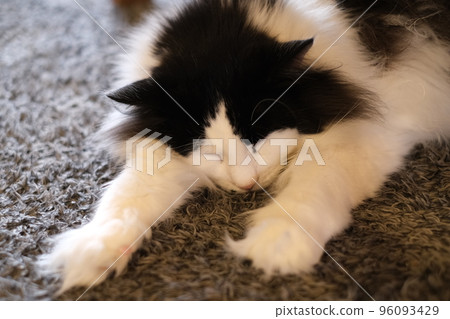 cat sleeping with arms outstretched cat sleeping with arms outstretched 96093429