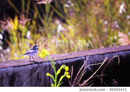 Cute white wagtail and rape blossoms Cute white wagtail and rape blossoms 96093431