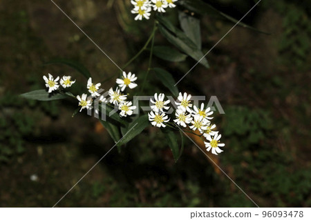 Shiroyomena Shiroyomena 96093478